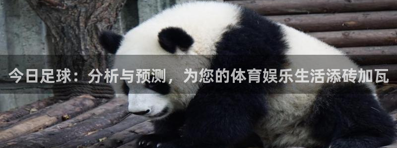 今日足球：分析与预测，为您的体育娱乐生活添砖加瓦